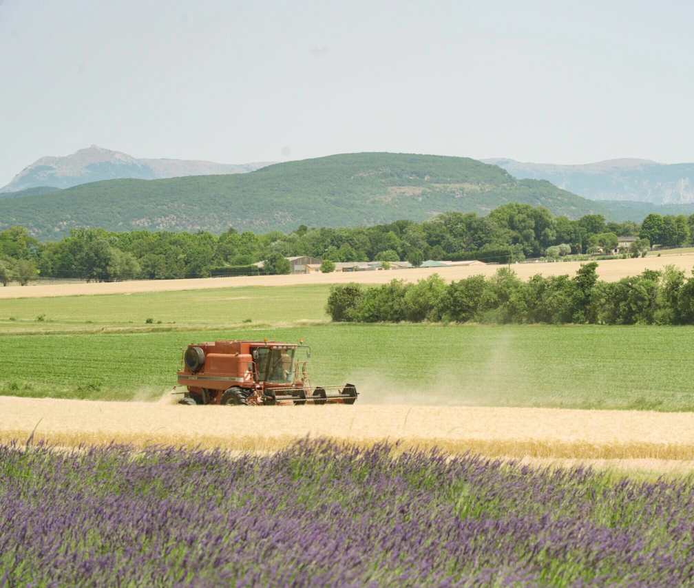 photo moiss batt lavande La Théorie du Boxeur_brebis
